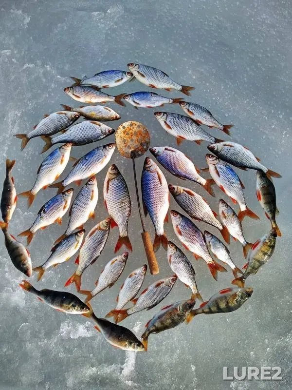 Perch, Roach — Starooskolskoye, Mar 10, 2019