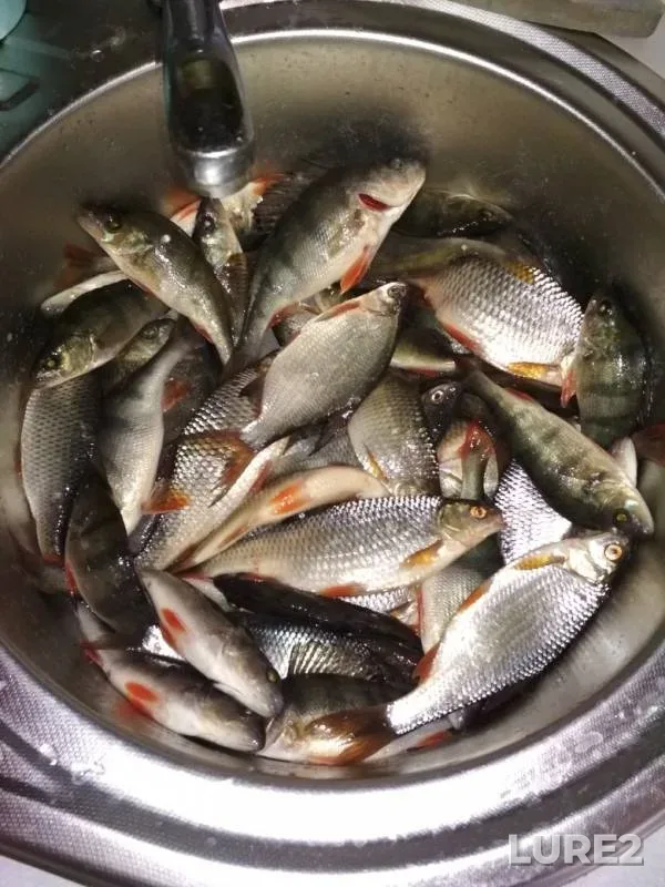 Perch, Roach — Gerasim, Mar 05, 2019