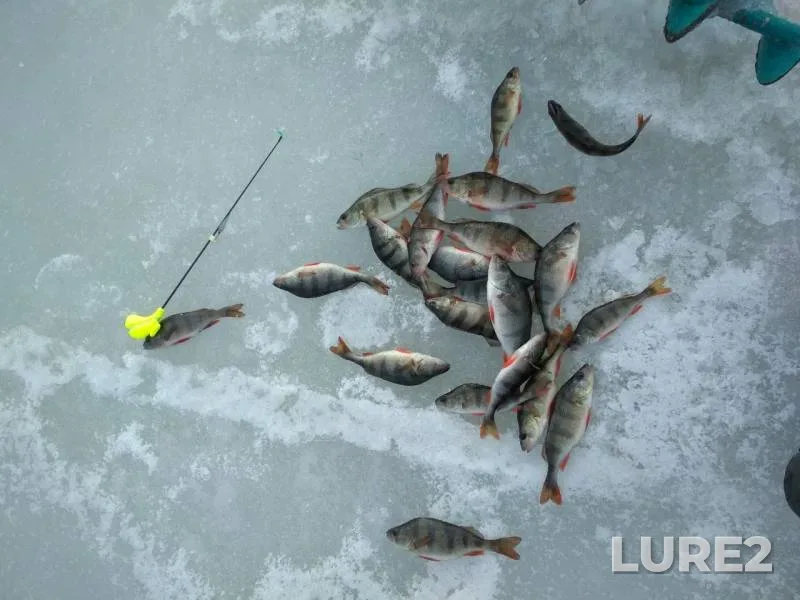Perch — Oskol / Oskіl, Feb 20, 2019