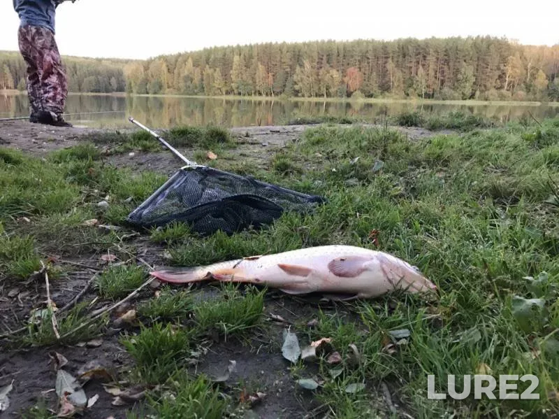 Carp — Pechet, Sep 16, 2017