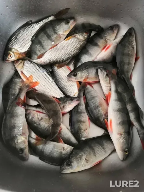 Perch, Roach — Gerasim, Feb 04, 2019