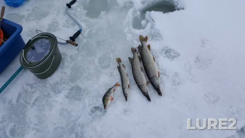 Perch, Pike — Belenkaya, Feb 03, 2019