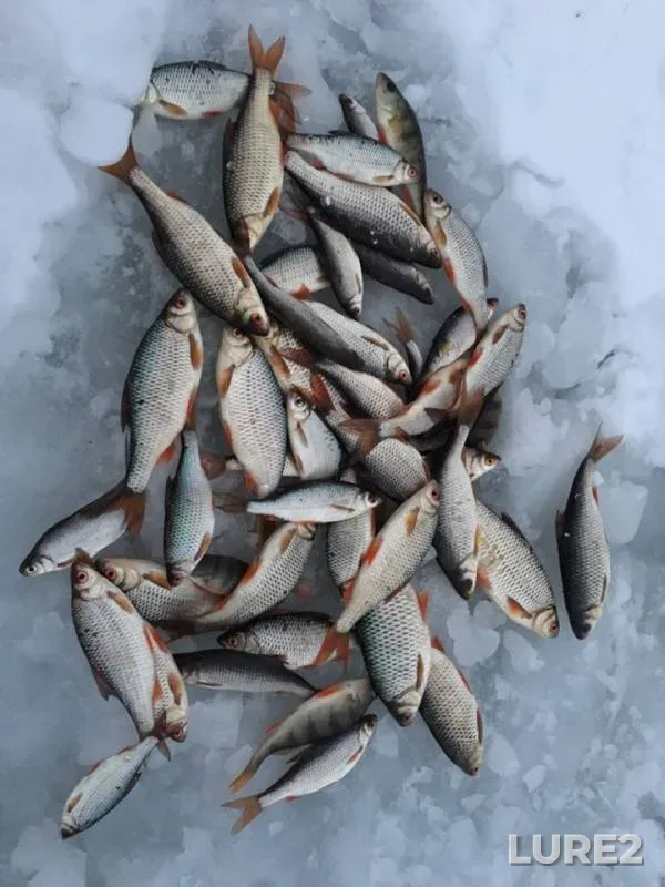 Perch, Roach — Gerasim, Jan 18, 2019