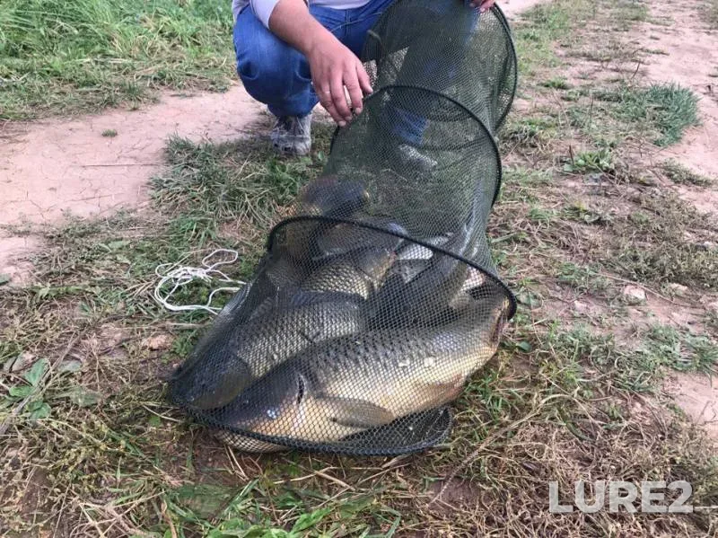 Carp — Pechet, Sep 14, 2017