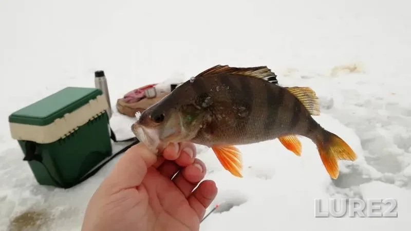 Perch, Roach — Starooskolskoye, Jan 18, 2019