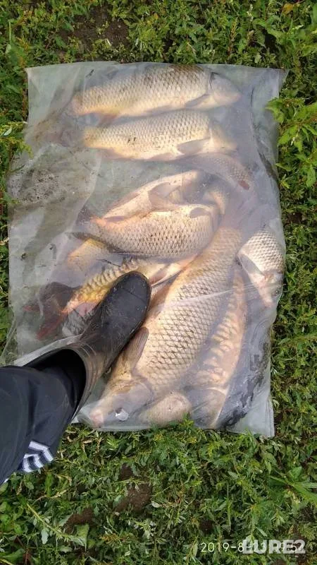 Carp — Syava, Aug 25, 2019