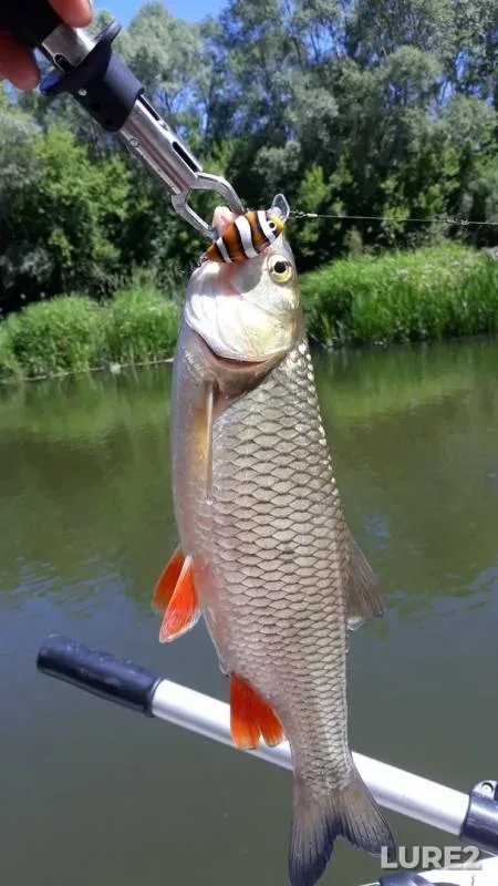 Chub — Vorona, Jun 17, 2019