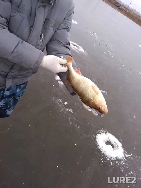 Crucian carp, Perch — Syava, Nov 23, 2018