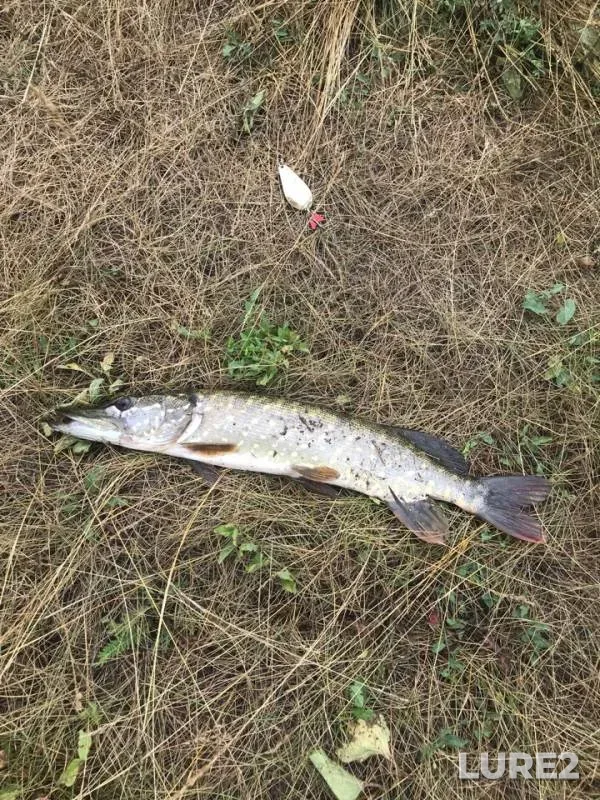 Pike — Ogarevskiy, Jul 17, 2018