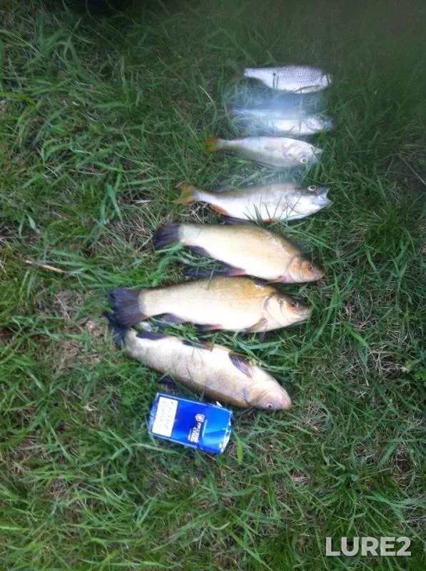 Perch, Roach — Tambovskaya oblast, Tambovskiy munitsipalnyy okrug, May 10, 2018