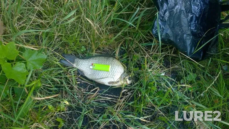 Crucian carp — Grafskiy, Aug 13, 2017