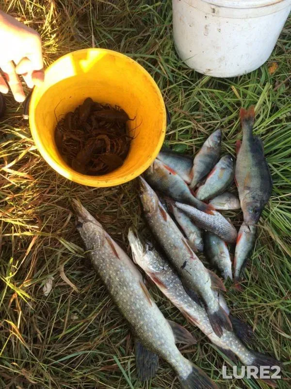 Perch, Pike — Tambovskaya oblast, Rasskazovskiy munitsipalnyy okrug, Aug 07, 2017