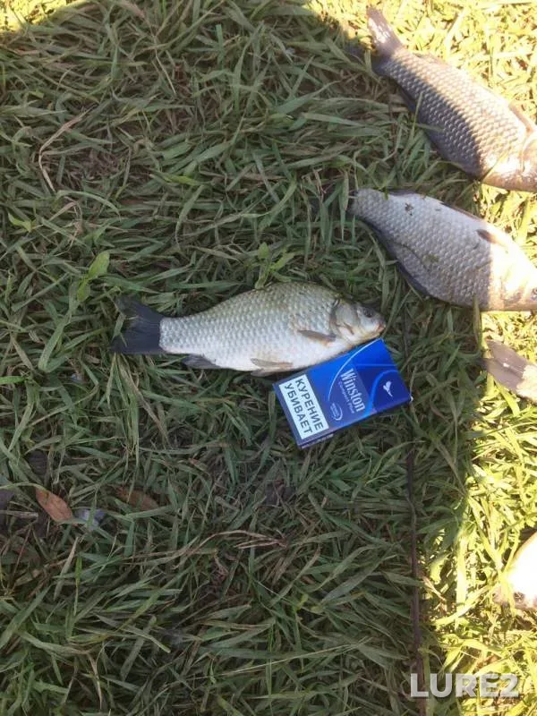 Crucian carp — Tambovskaya oblast, Nikiforovskiy munitsipalnyy okrug, Jun 29, 2017