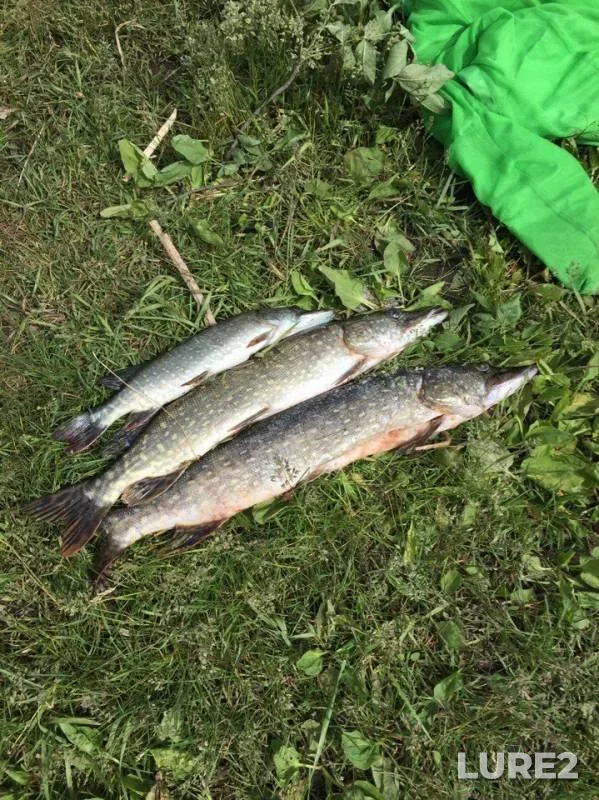 Crucian carp, Pike — zaliv Belka, Jun 13, 2017