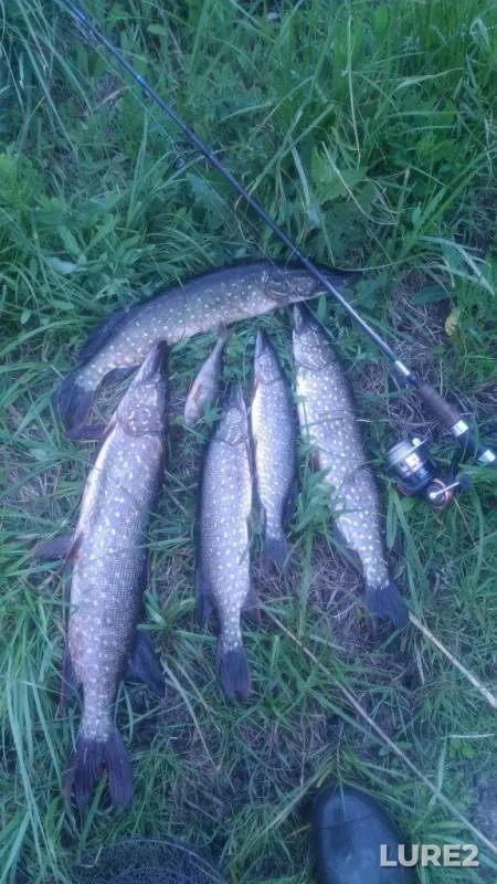 Perch, Pike — Yaroslavskoye, Jun 10, 2017