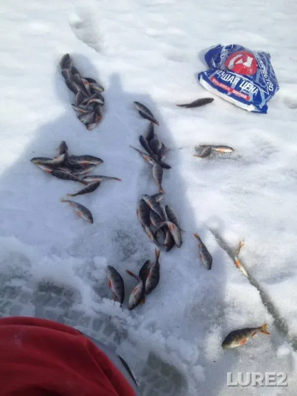 Perch — Tambovskaya oblast, Zherdevskiy munitsipalnyy okrug, Mar 06, 2017