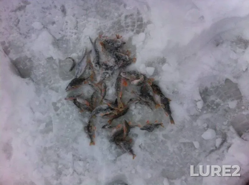 Perch — Tambovskaya oblast, Znamenskiy munitsipalnyy okrug, Jan 08, 2017