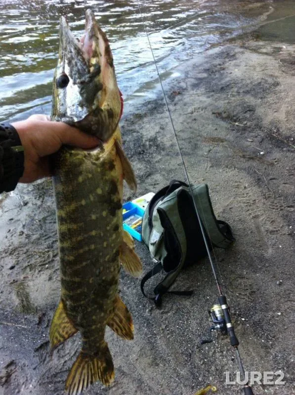 Pike — Vorona, Sep 02, 2016