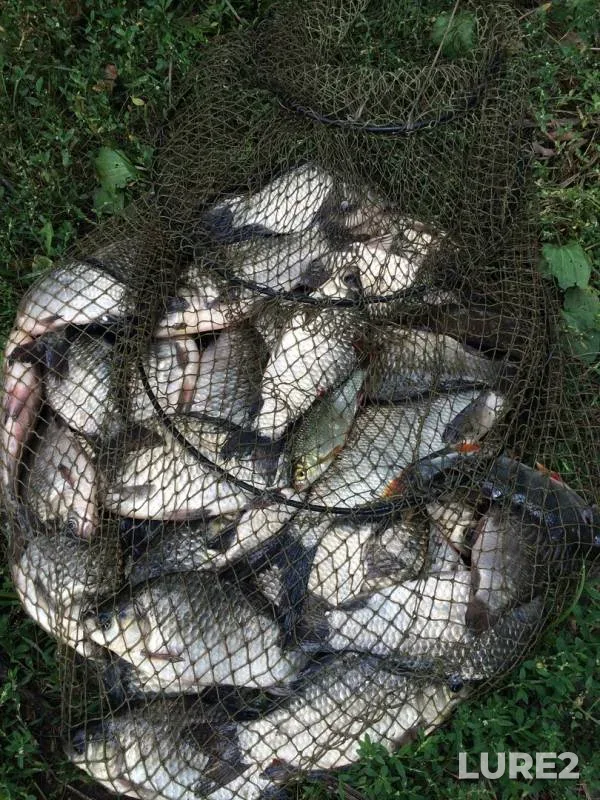 Crucian carp — Savenya, Sep 01, 2016