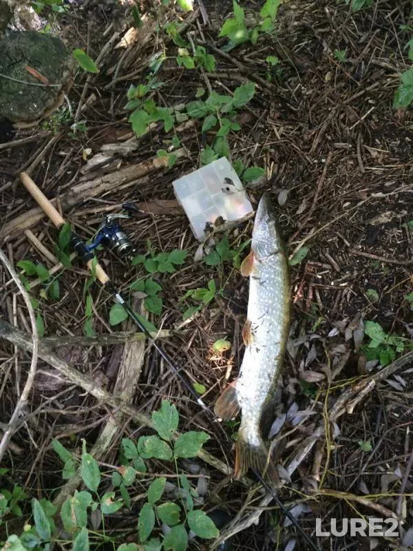 Perch, Pike — Tambovskaya oblast, Mordovskiy munitsipalnyy okrug, Aug 13, 2016