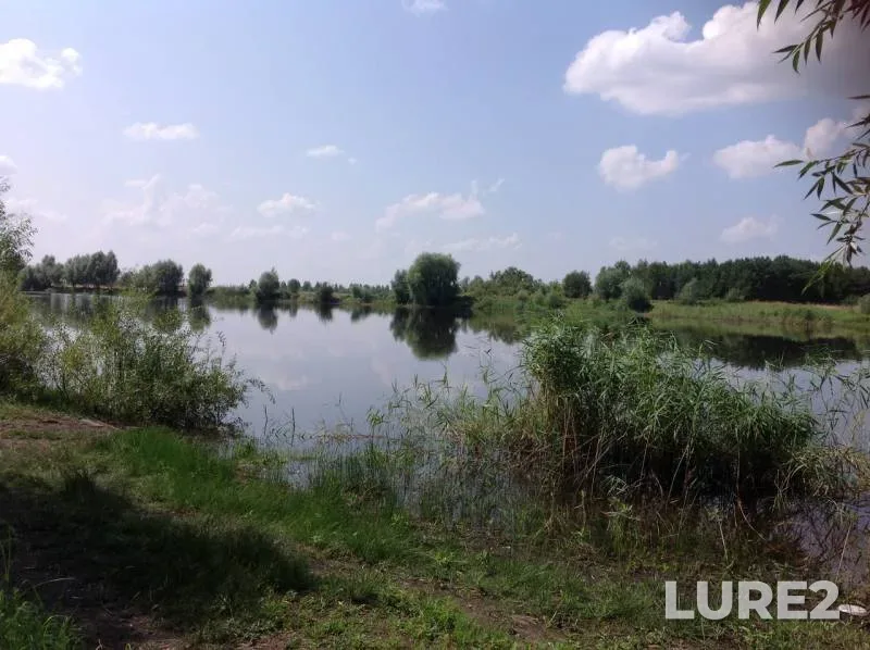 Carp, Crucian carp — Tambovskaya oblast, Sosnovskiy munitsipalnyy okrug, Aug 01, 2016