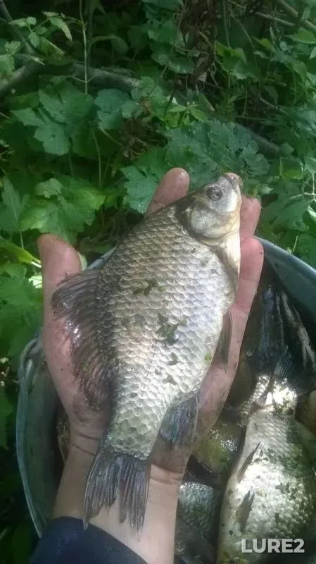 Crucian carp — Tambovskaya oblast, Petrovskiy munitsipalnyy okrug, Jul 30, 2016