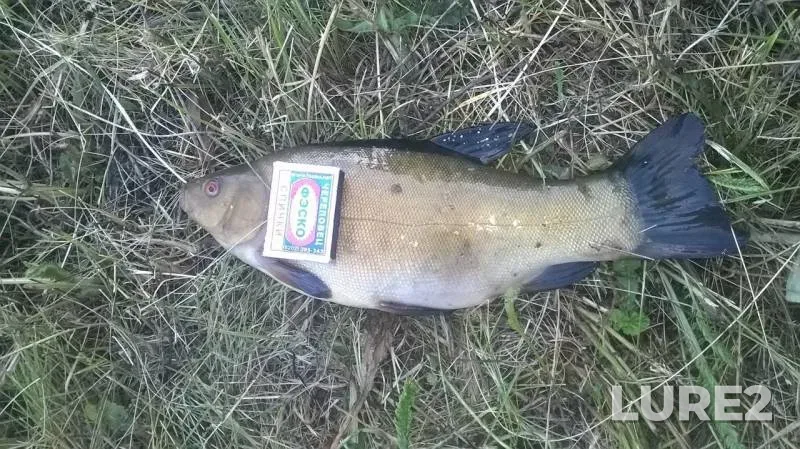 Tench — Tambovskaya oblast, Petrovskiy munitsipalnyy okrug, Jul 01, 2016