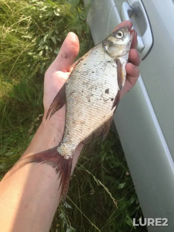 Bream — Tambovskaya oblast, Sosnovskiy munitsipalnyy okrug, Jun 24, 2016