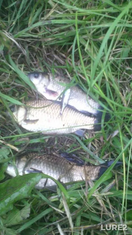Crucian carp — Ozyorki Pervyy, Jun 22, 2016