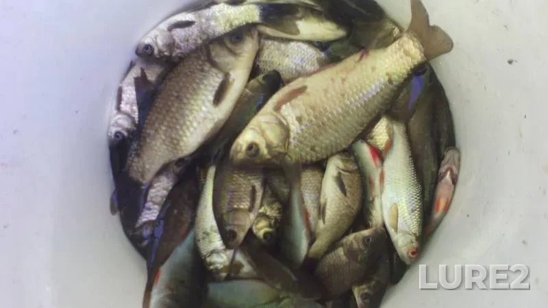 Crucian carp, Roach — Lesnoy Voronezh, Jun 12, 2016
