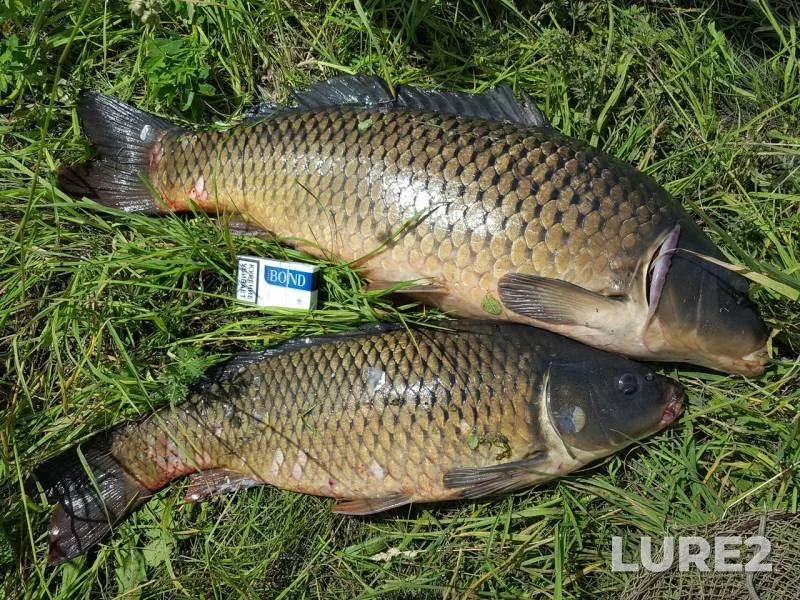Carp — Tambovskaya oblast, Sosnovskiy munitsipalnyy okrug, Jun 04, 2016