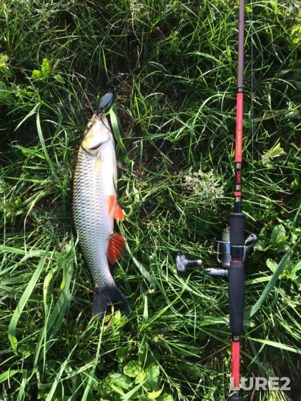 Chub, Pike — Tambovskaya oblast, Morshanskiy munitsipalnyy okrug, May 30, 2016