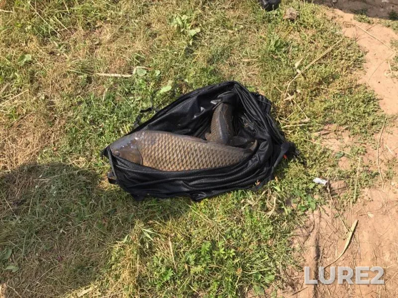 Carp — Pechet, Aug 26, 2017