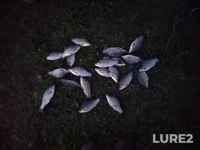 Crucian carp — Nizhegorodskaya oblast, Pavlovskiy munitsipalnyy okrug, May 04, 2019