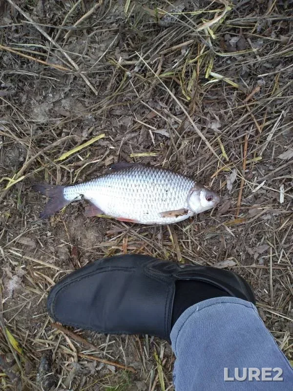 Roach — Oka, Apr 24, 2019