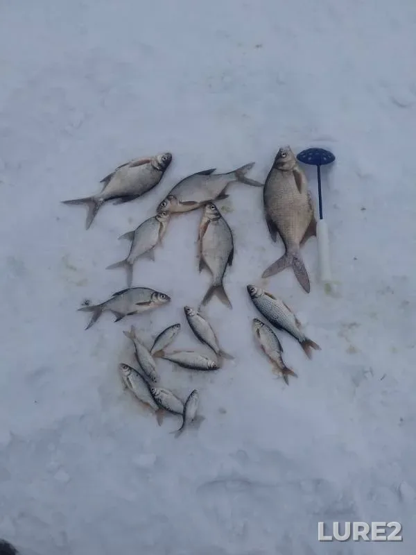 Bream, Roach — Staritsa Chernyy Yar, Mar 04, 2019
