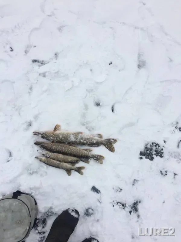 Pike — Melnichnoye, Feb 15, 2019