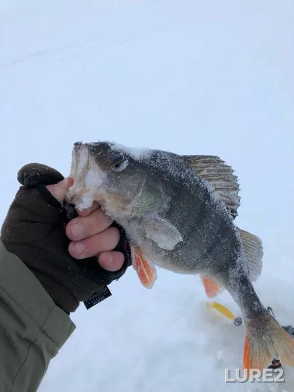 Perch — Ozhgulikha, Feb 15, 2019