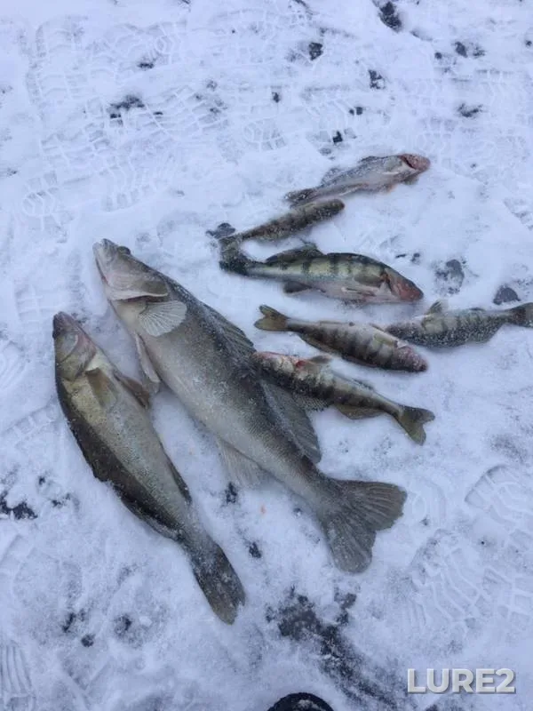 Zander — Volga, Feb 01, 2019