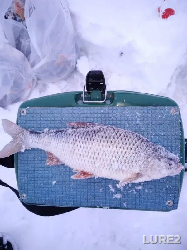 Roach — Volga, Jan 06, 2019