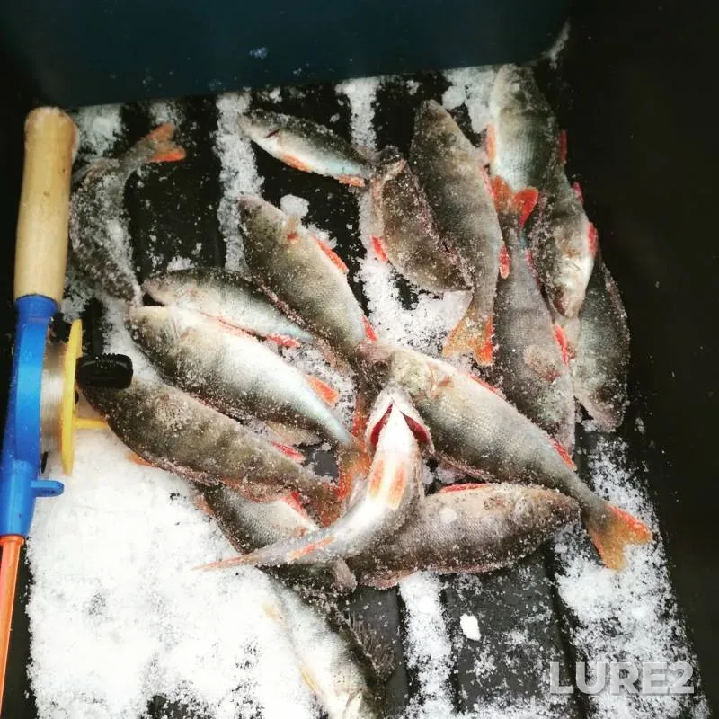 Perch — Oka, Dec 12, 2018