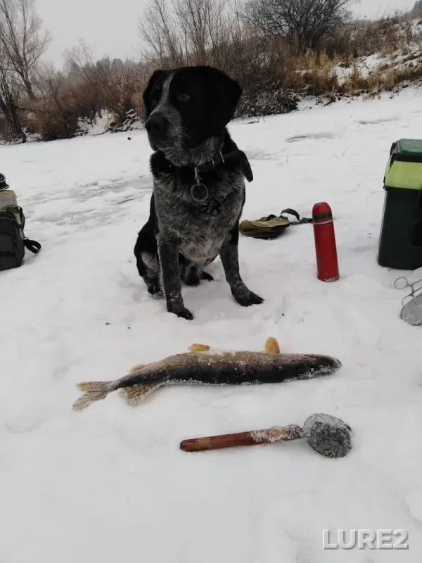 Pike — Pyana, Dec 08, 2018
