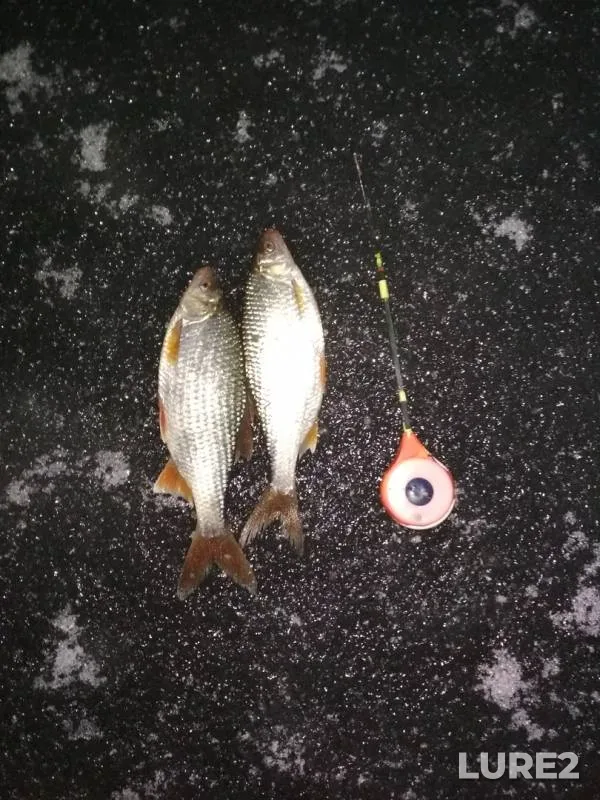 Bream, Perch — Dudenevskiy zaton, Nov 20, 2018