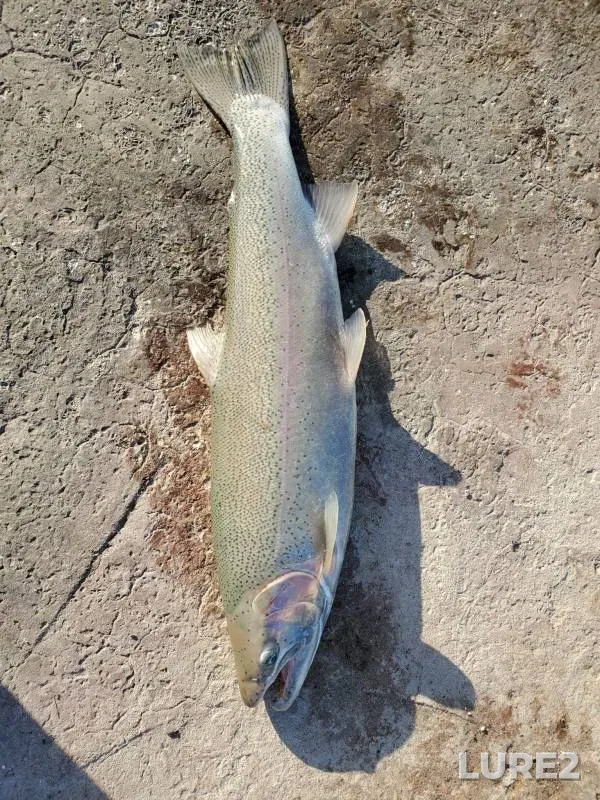 Steelhead — Waukegan River, Oct 01, 2018