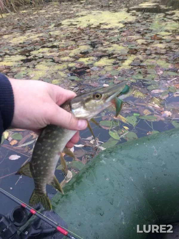 Pike — Pyana, Oct 14, 2018