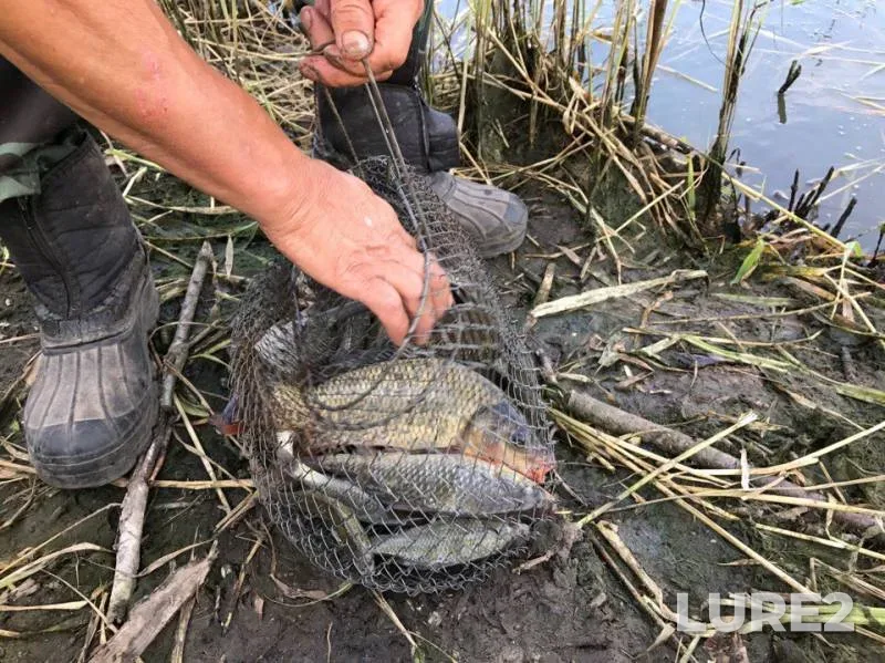 Carp, Crucian carp — Pechet, Aug 01, 2017