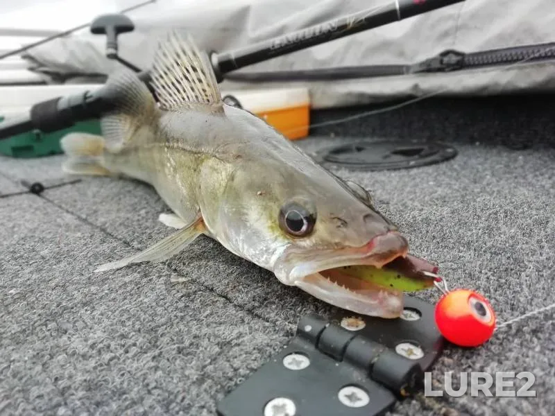 Pike, Zander — Oka, Sep 29, 2018