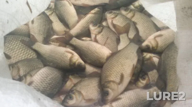 Crucian carp — Zerkalnoye, Sep 27, 2018