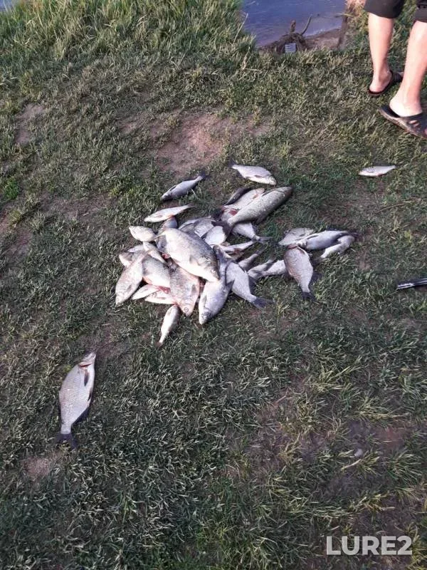 Bream — Volga, Sep 23, 2018