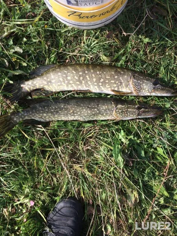 Pike — Pyana, Sep 18, 2018
